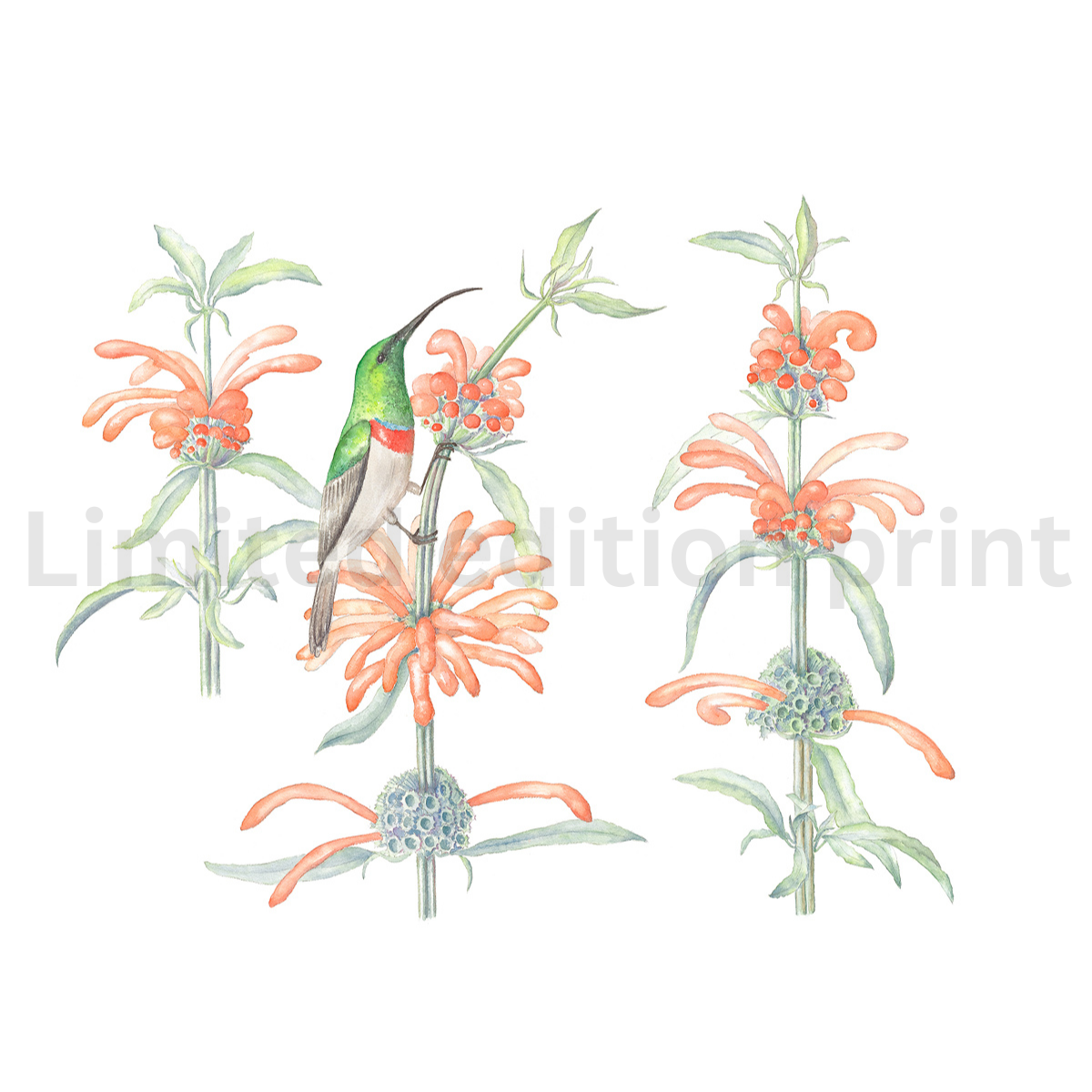 Leonotis and Sunbird print