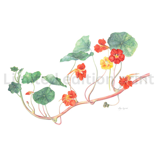 Nasturtiums print