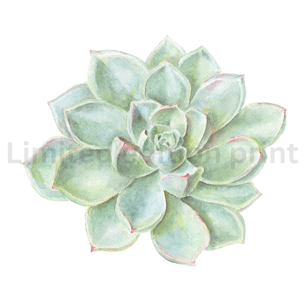 Succulents prints