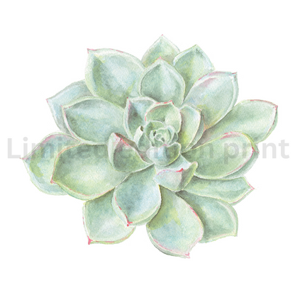 Succulents prints