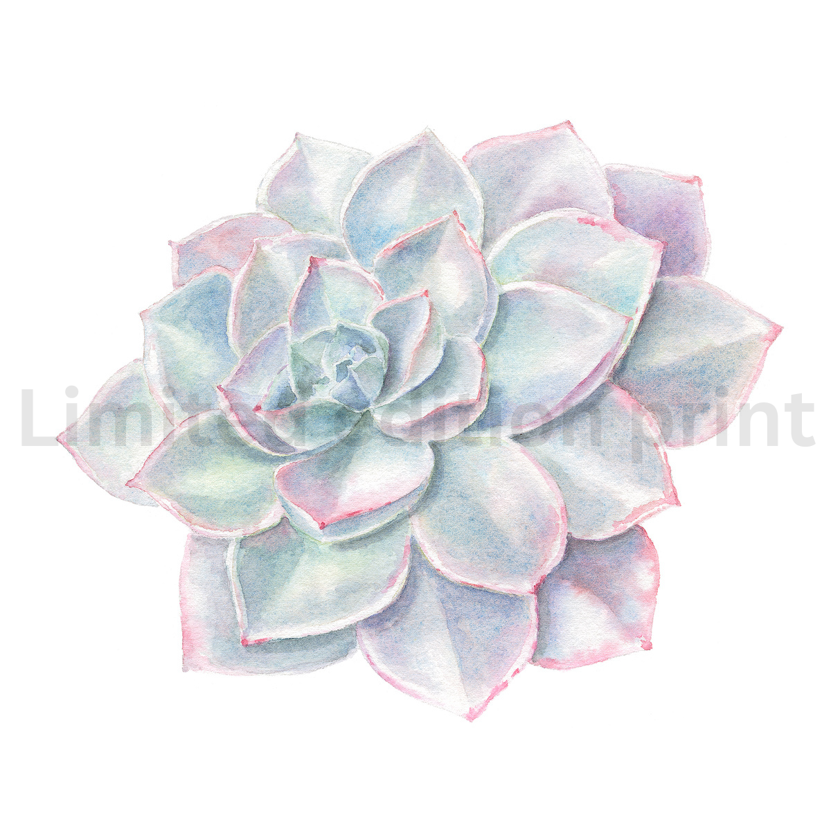 Succulents prints