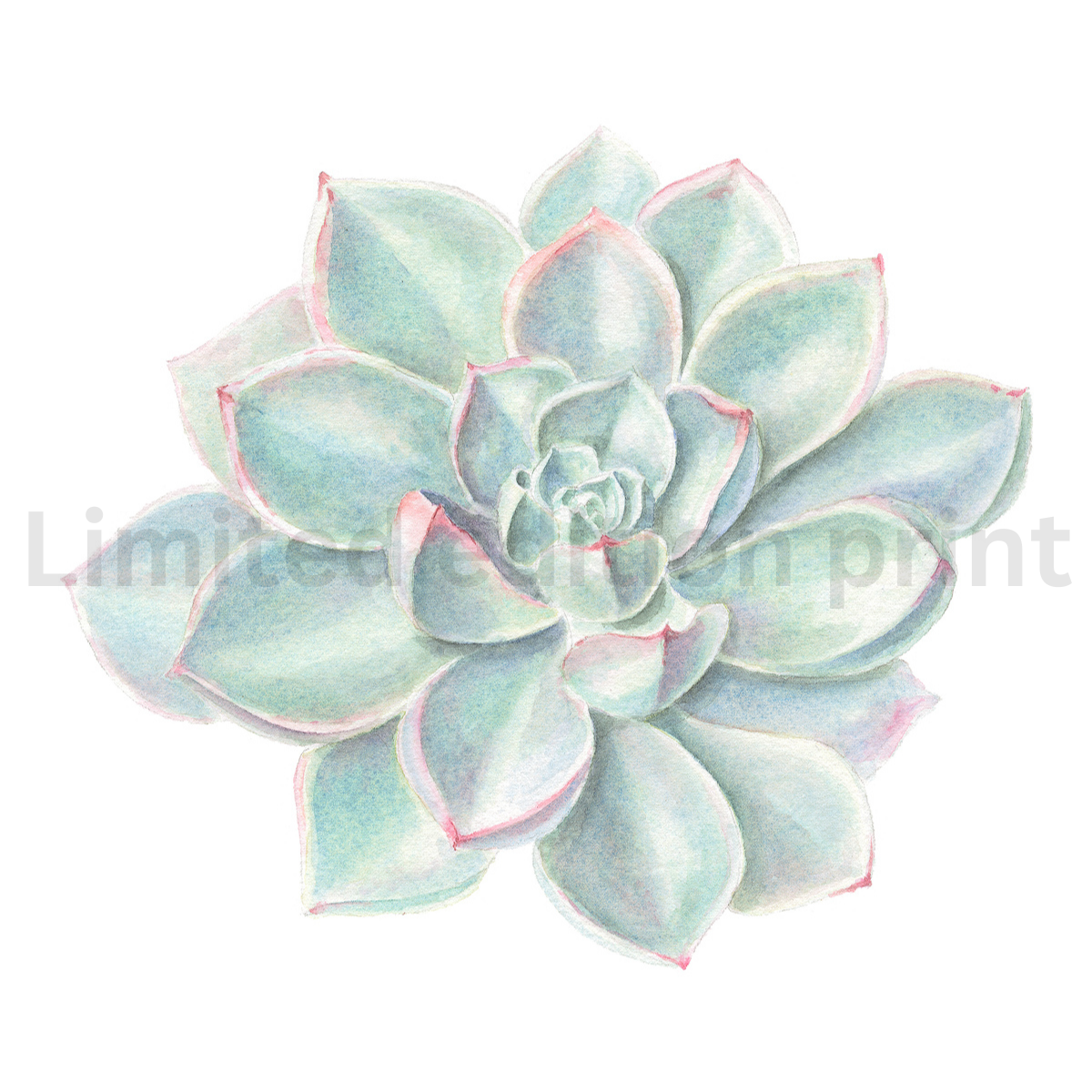 Succulents prints