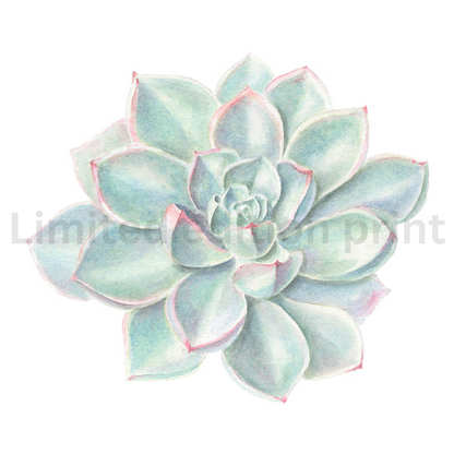 Succulents prints