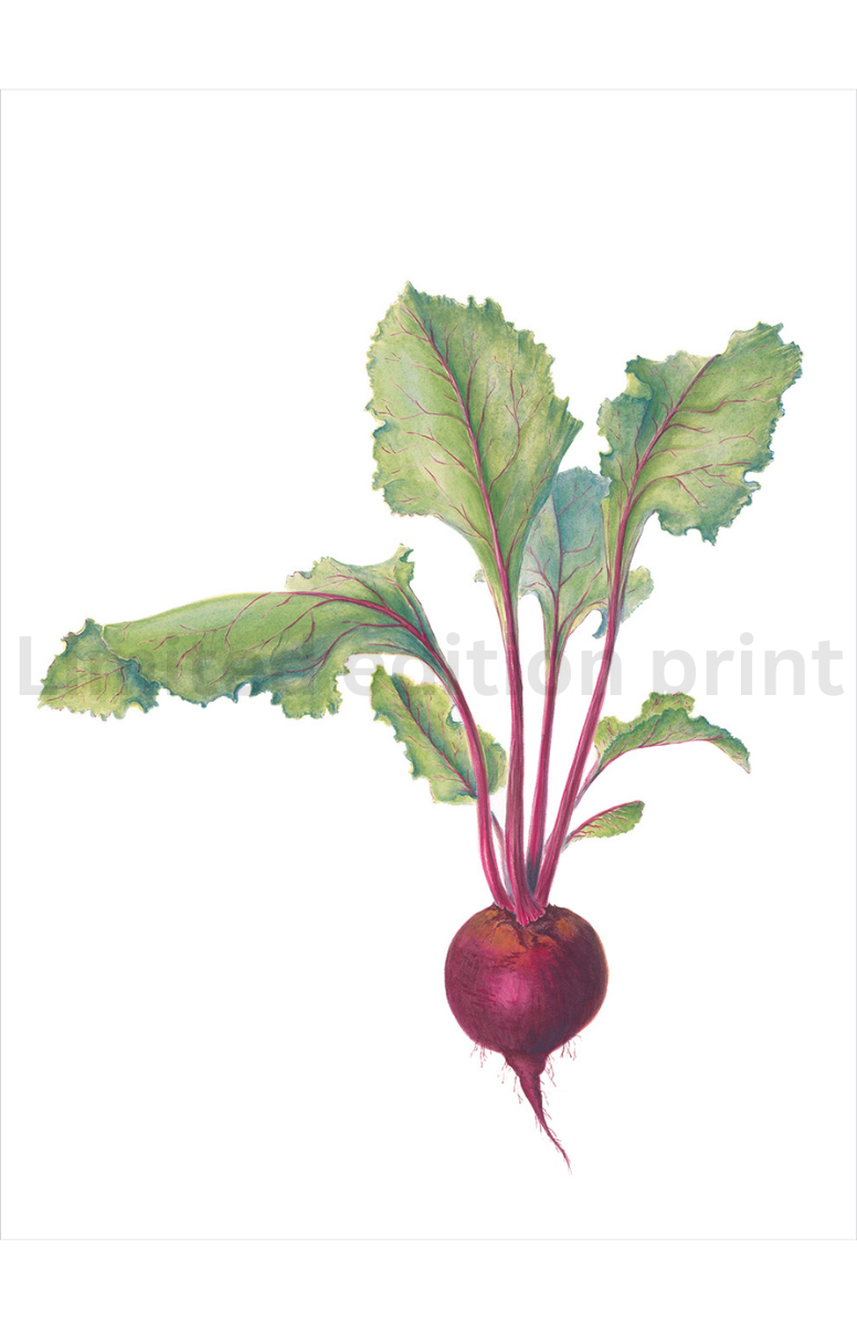 Beetroot print