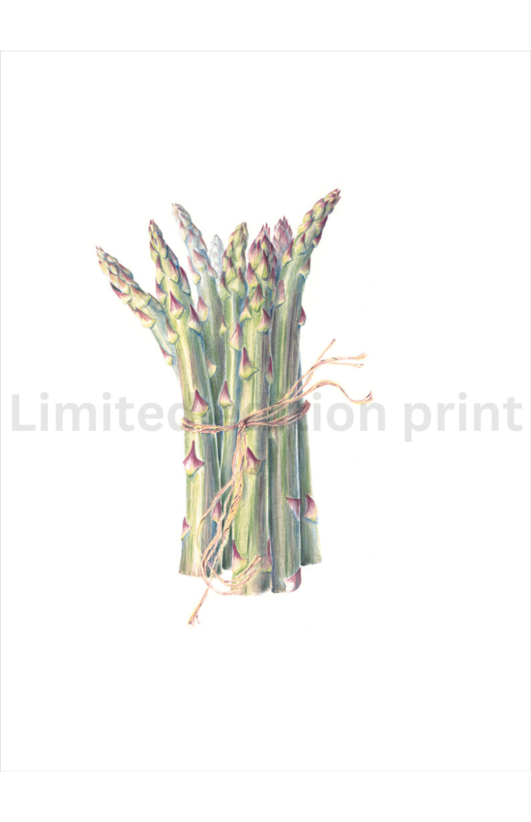 Asparagus  print