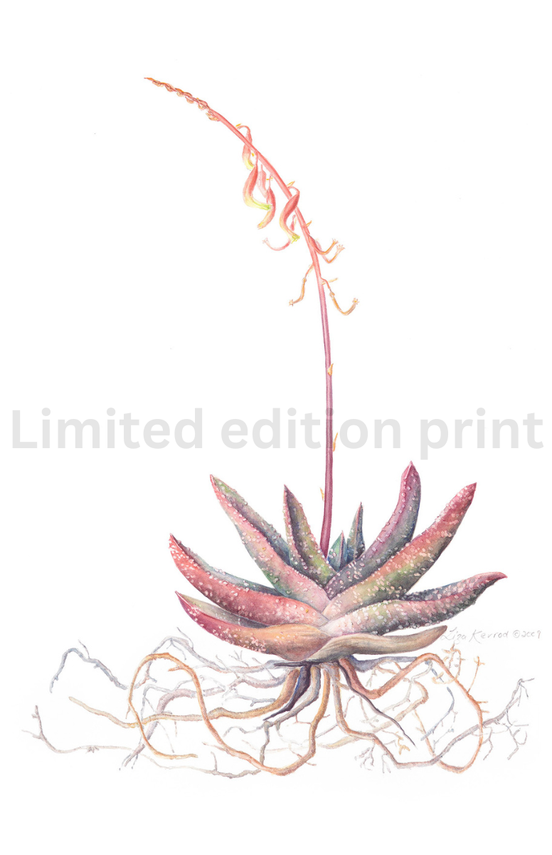 Gasteria print