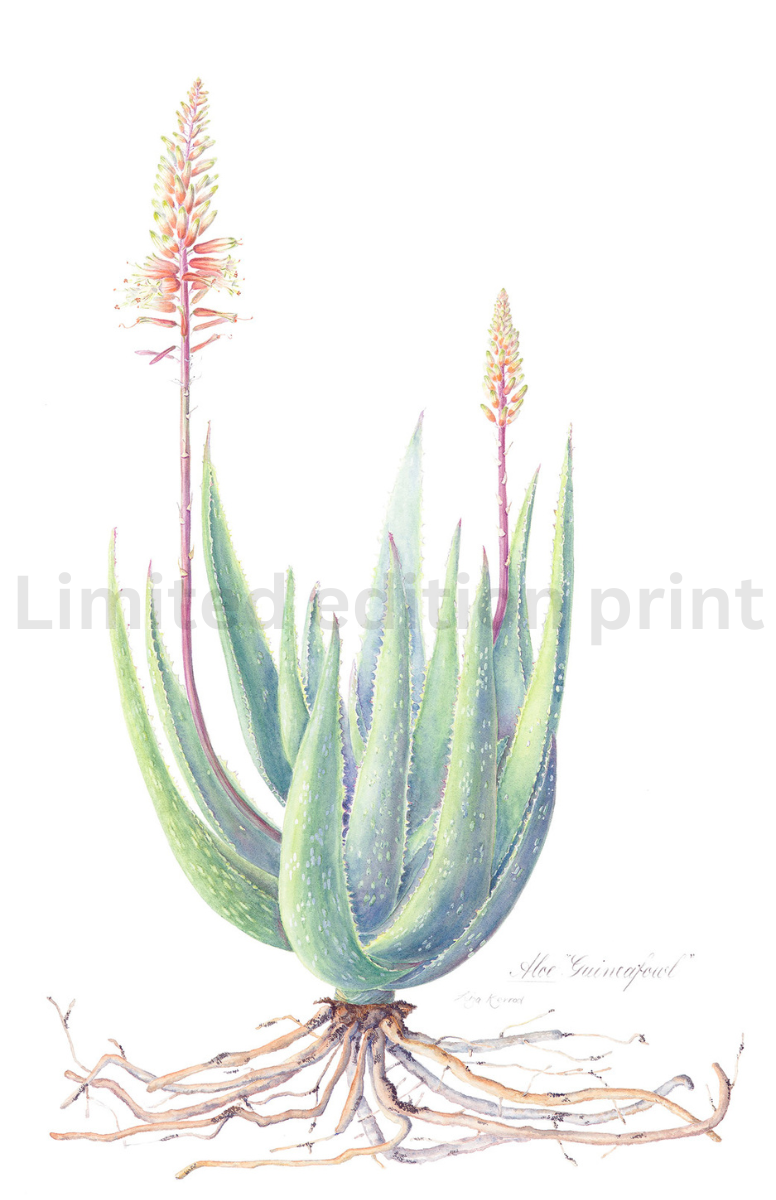 Aloe Guinea fowel print