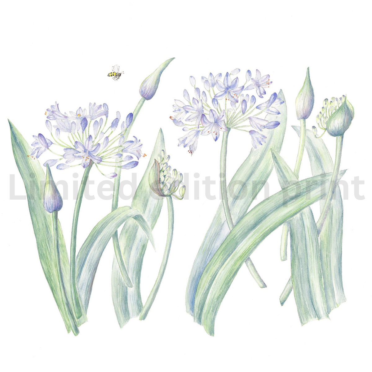 Agapanthus print